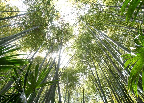 Anduze & bamboo garden